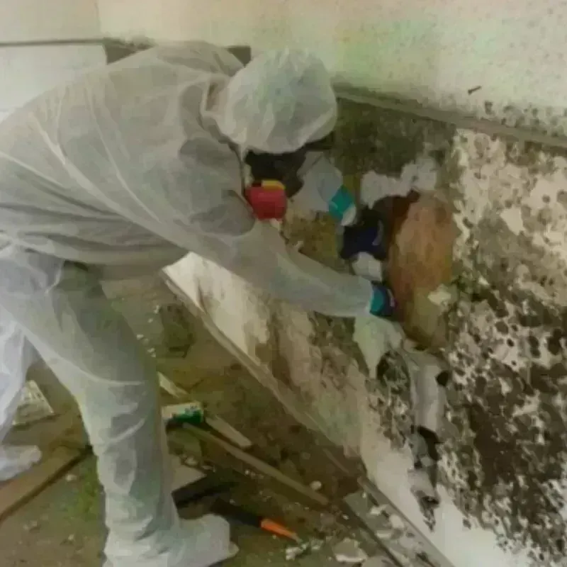 Mold Remediation and Removal in Deerfield, IL